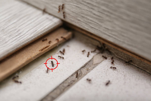 Best Pest Removal Services  in Farmersville, OH